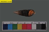 藏品(寄居蟹)的圖片